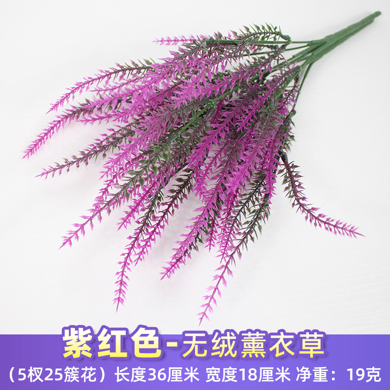 Lavanda sin terciopelo púrpura