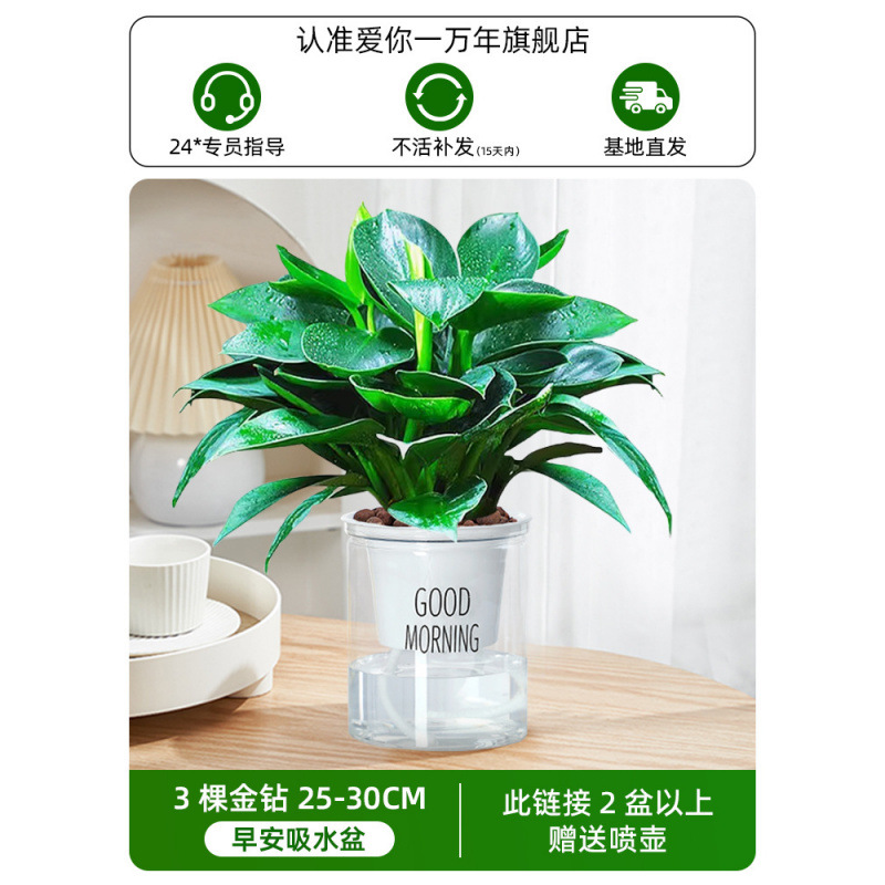 3개의 골든 다이아몬드 25-30CM + 굿모닝 세면대 + 영양액(2개 구매 시 물병 무료)