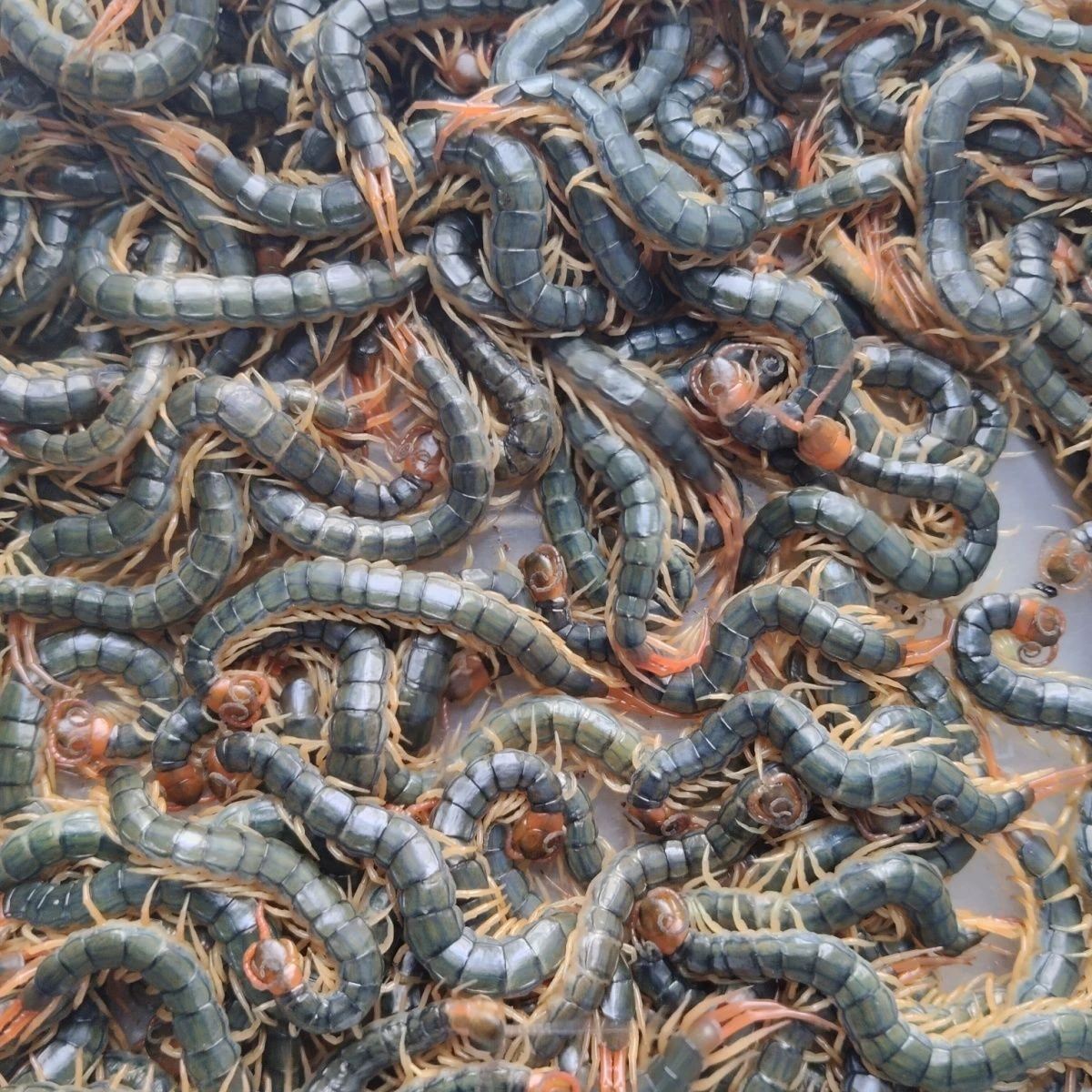 Разведение сороконожек: живые саженцы сороконожек для разведения маленьких сороконожек, саженцы сороконожек с красной головкой из Хубэя.