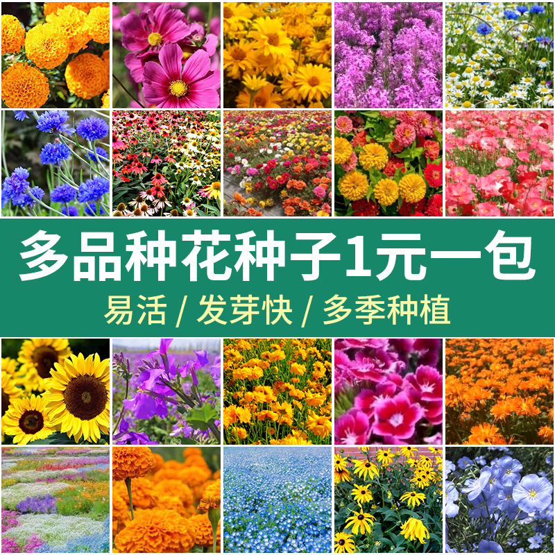 太阳花种子四季开花易活易种室内外庭院阳台盆栽重瓣太阳花种子