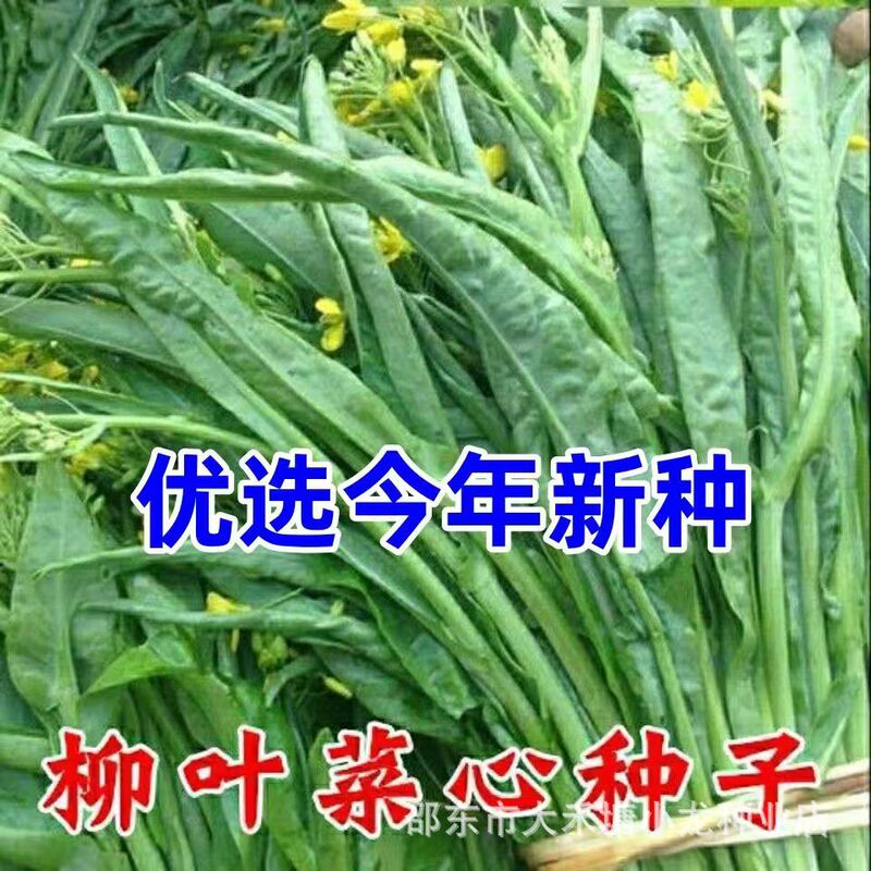 Early Maturing Four Seasons Beet Heart Seeds Guangxi Willow Leaf Vegetable Balcony Vegetable Autumn Guilin Sweet Crisp Willow Leaf Heart