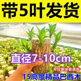 巴西木带叶多芽叶5芽叶带大叶好养活开花早水培懒人绿植室内绿植