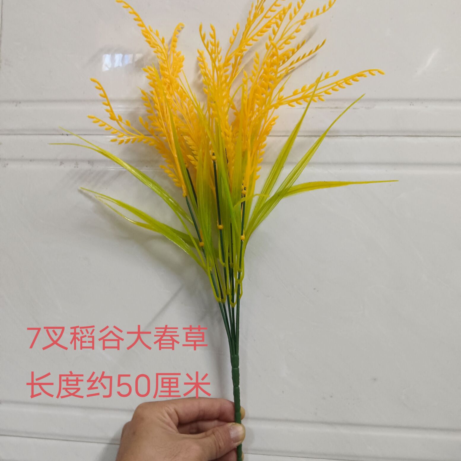 7 forks of spring grass rice [50cm long]