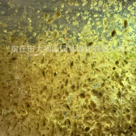 其他园林植物;水生植物;灌木