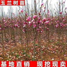 玉兰花树苗室外庭院绿化植物大花红玉兰黄玉兰紫玉兰耐寒容易成活
