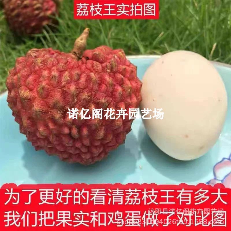 Bingli Litchi Рассада Litchi King Рассада привитая фруктовое дерево Рассада Зеленая без косточек Guiwei Feizixiao Южные четыре сезона Посадка