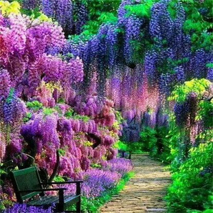 Wisteria Saplings Climbing Vines Climbing Courtyard Walls Four-Season Flowering Plants Old Pile Potted Flower Seedlings Vines Purple Wisteria