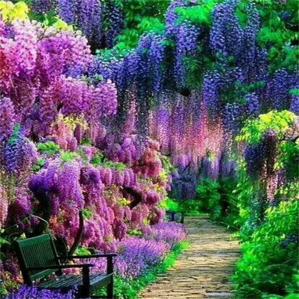 Глициния цветок саженец лазание двор стена четыре сезона цветущие растения старый ворс горшок цветок рассада лоза Глициния