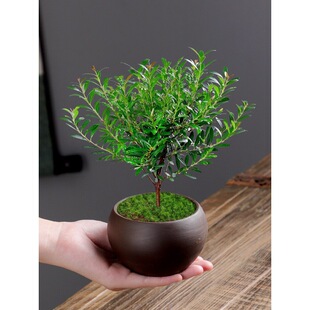 һ�����lС�~����辰�����Ϙ�����������������ľ�ļ����������