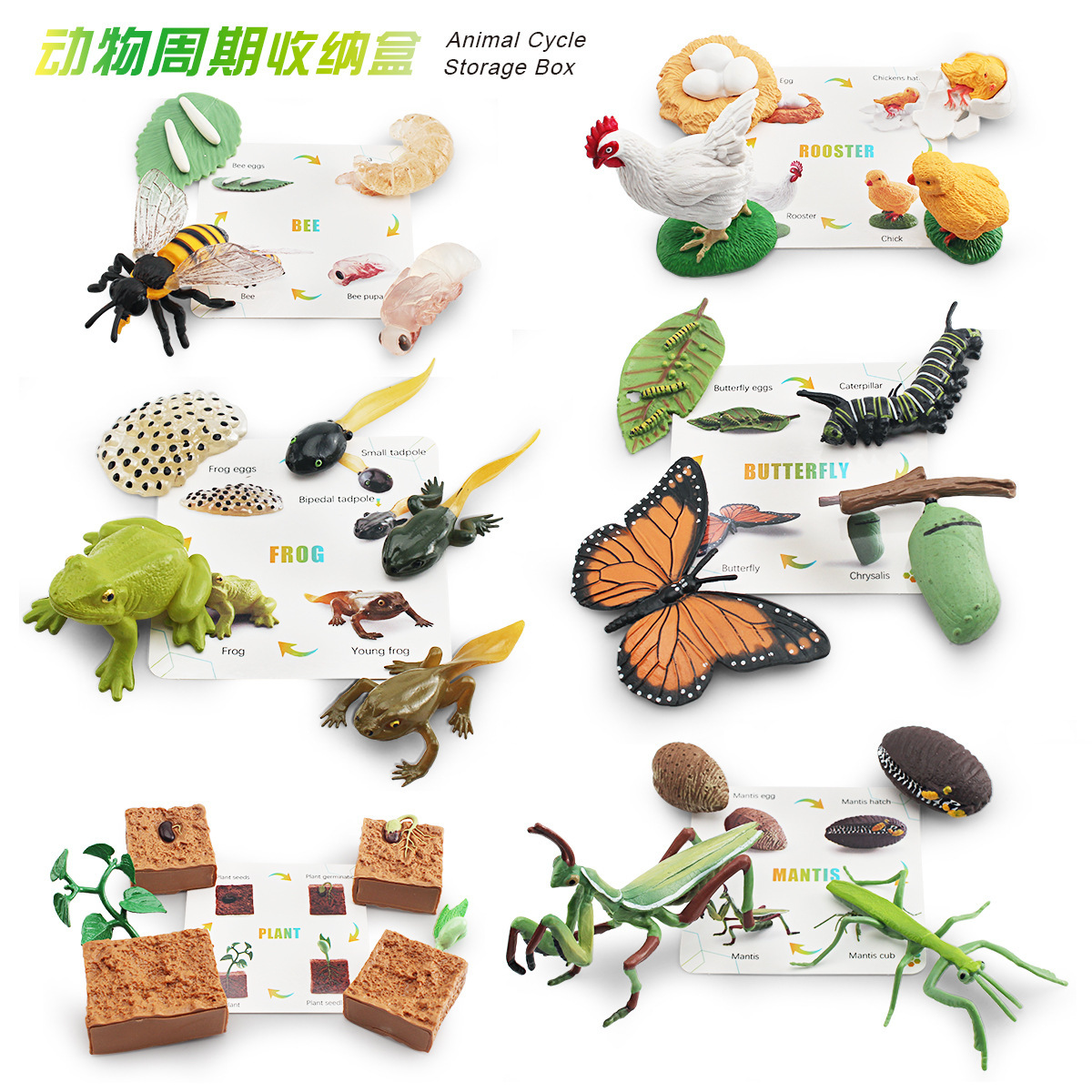 Simulación transfronteriza planta mariposa abeja Gallo Mantis Rana modelo animal y planta crecimiento ciclo caja de almacenamiento traje