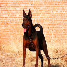 纯种莱州红幼犬活体适合家养大型护卫犬陪伴犬猛犬莱州红幼崽出售