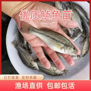 鲈鱼鱼苗淡水养殖活体加州特大正宗冷水七星大口鲈路亚批发包活