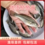 加州七星养殖冷水鱼苗