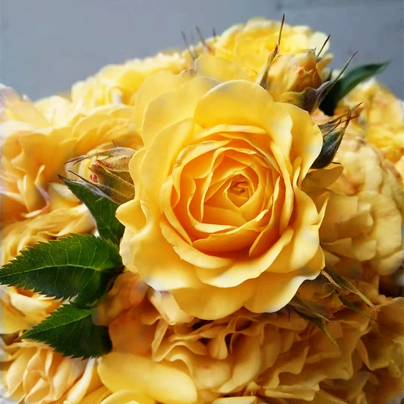 Лео Цветок розы Рассада Желтый Интенсивный Цветок Маленький Цветок Ароматная Роза Европейская Луна Балкон Горшечное Садовое Цветочное Растение