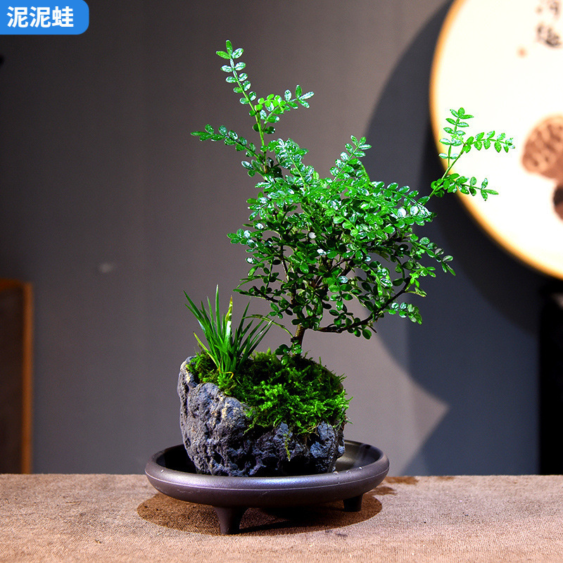 Fragrant Pepper Wood Bonsai Landscape Basin Money Calamus Landscape Green Plants Indoor Desktop Chinese Decorative Ornaments Easy to Maintain
