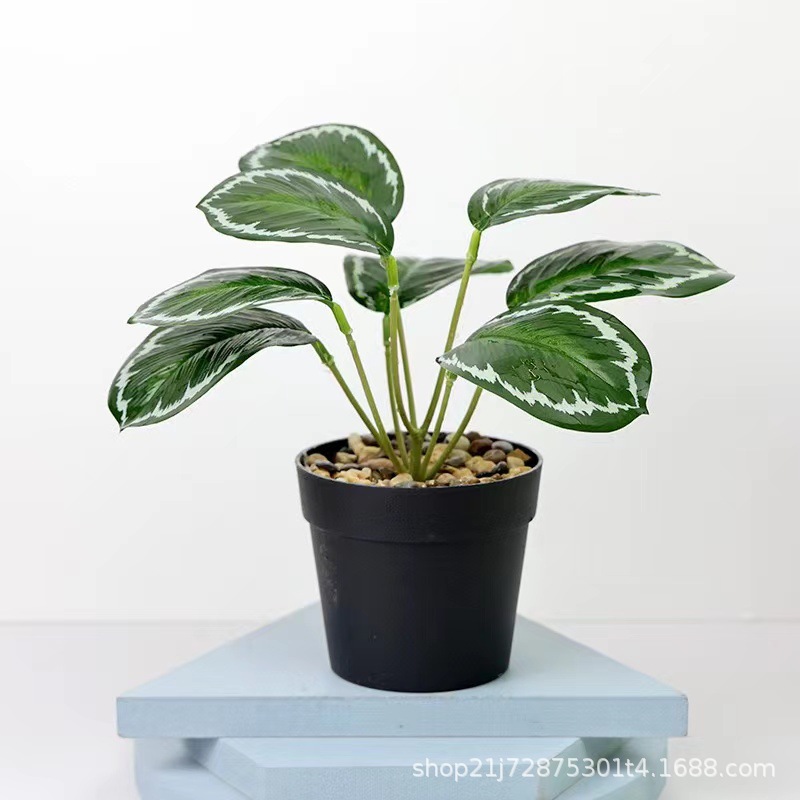 小石子国际盆 明脉叶