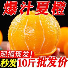 新鲜夏橙子薄皮榨汁商用应季水果新鲜脐橙整箱批发包邮