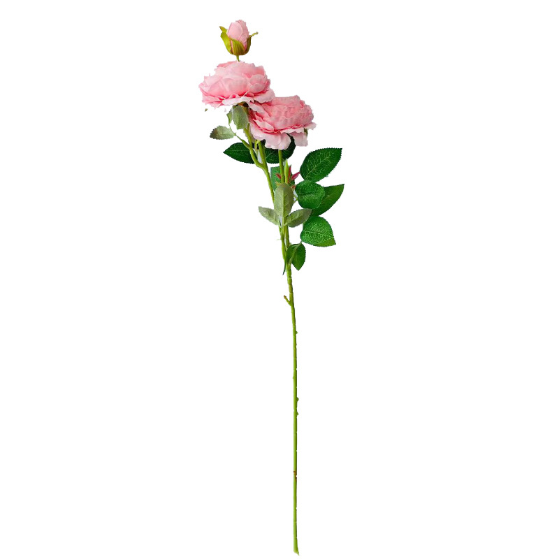 3 외국 모란-핑크