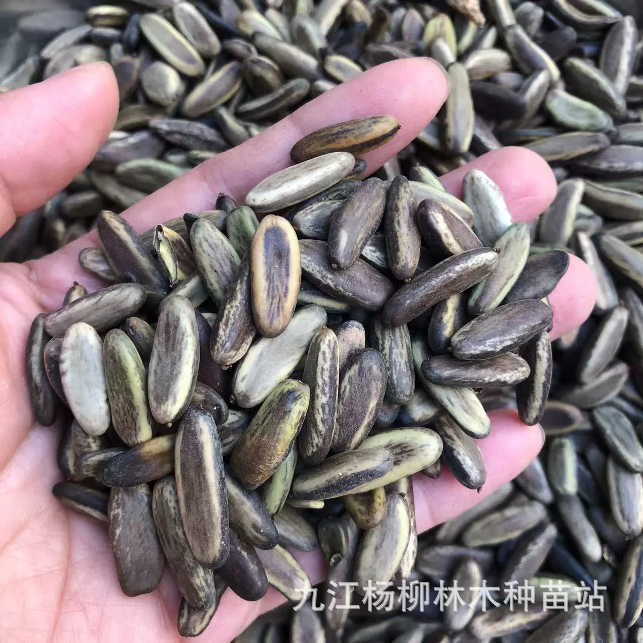 Семена Феникс оптом Новый Феникс семена древесины, которые должны продать зеленые семена