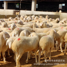 СβNСβĸ 3gNСβr