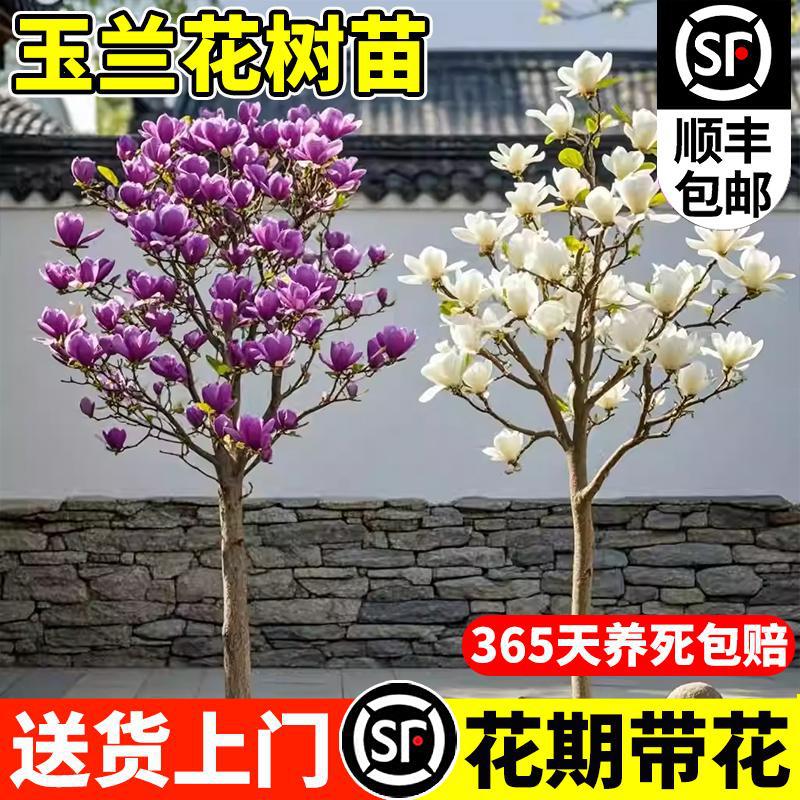 玉兰花树苗带花苞红白紫广玉兰室外庭院四季花卉盆栽绿化耐寒大树