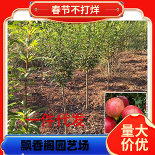 ʯ����� �������Թ�����ľʯ��ͥԺ�ϱ����Nֲ������ʯ������