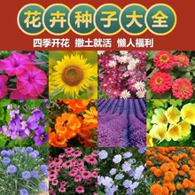 一件批发多款不重复四季易种花种子花开不断懒人组合花盆栽花卉植