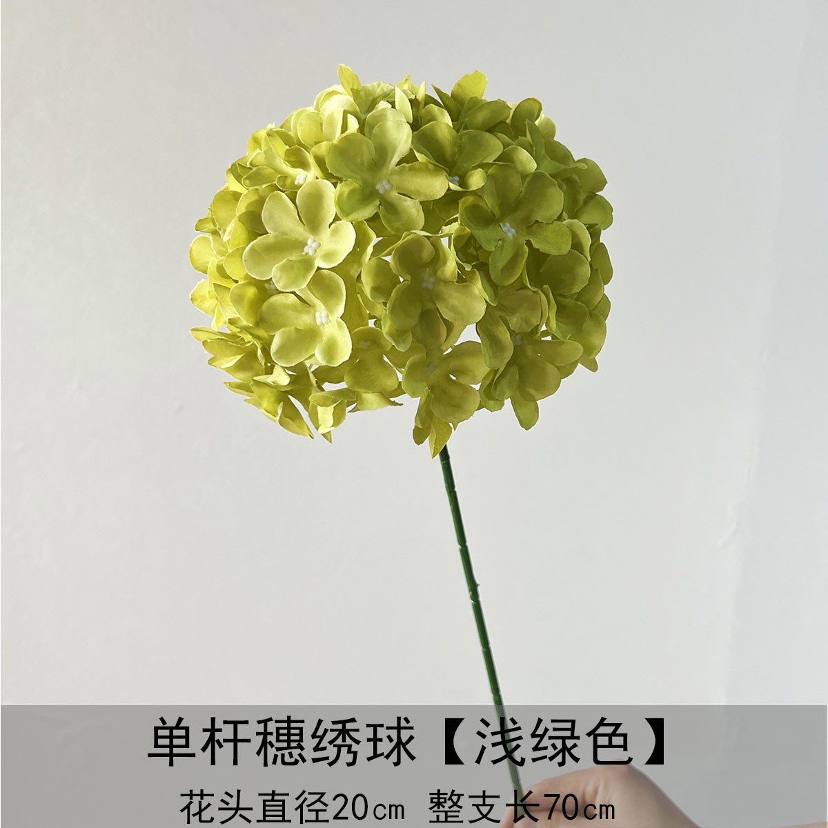 Hortensia de espiga de un solo palo - verde claro