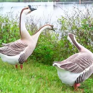 ���Z������N���Z�����������һ��Ó������������l���ۻ��Z