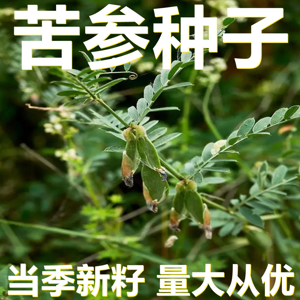 苦参种子 500克袋装散装 产地直供 当季新籽 庭院植物种子