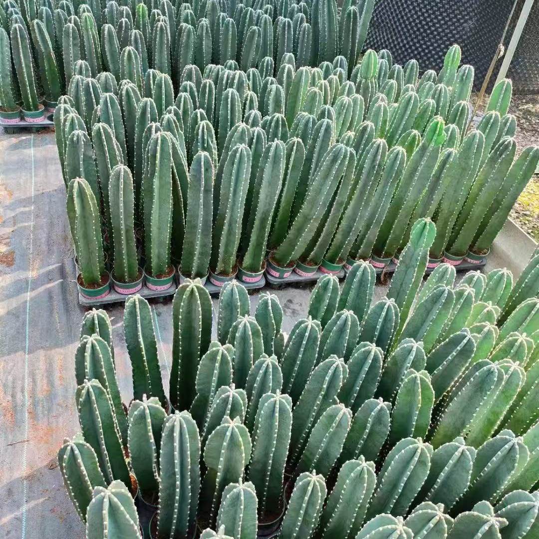 Succulent Column Plant Combination for Living Room Landscaping, Indoor Decorative and Aesthetically Pleasing Green Plant Potted Arrangement