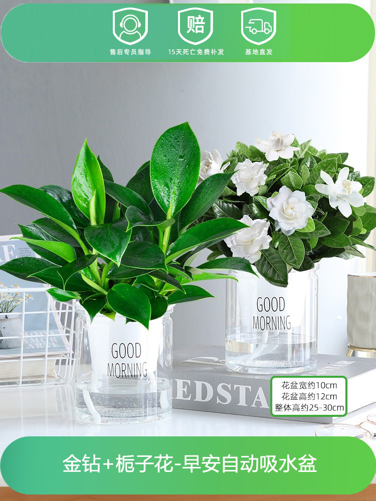 골든 다이아몬드 + 치자나무 (굿모닝 대야 2개) + 영양액