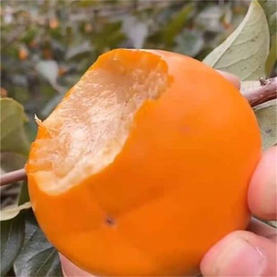 ���������޽ӹ������ϱ����Nֲ���Ի����������Ә��箔��Y��