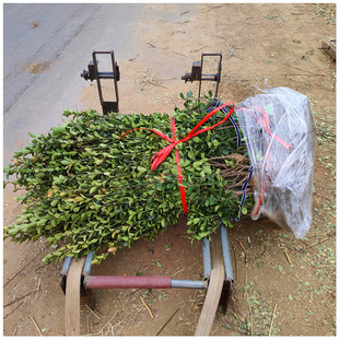 Greening Project Seedlings 40 cm 50cm Holly Seedlings Large Crown Size 1 Year 2 Year Holly Saplings Large Leaf Boxwood