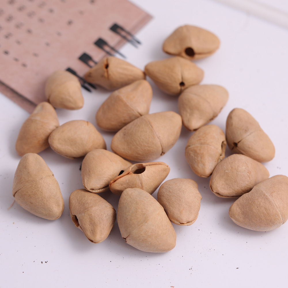 cáscara de fruta campana accesorios de materia prima planta natural cáscara de fruta campana de viento cáscara de fruta campana accesorios hechos a mano material diy image 7