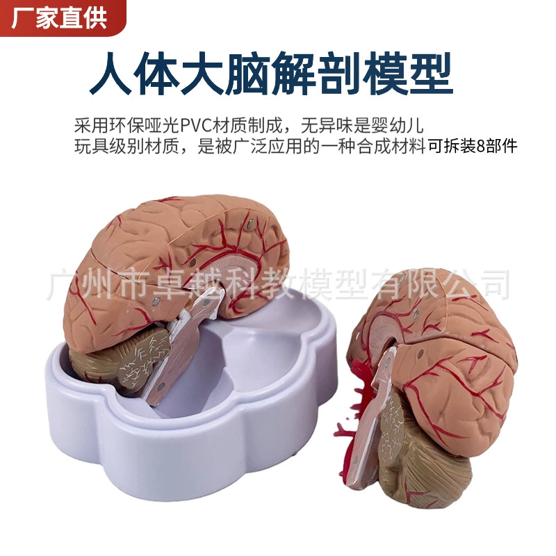 Brain model Brain function area color division model Human brain anatomy human cerebral artery structure cerebrovascular nerve