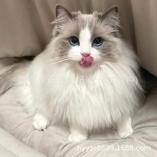 ���N��ż؈��؈�Lë��Ů�{�p���p�{�۾���ż����؈�����c����؈��