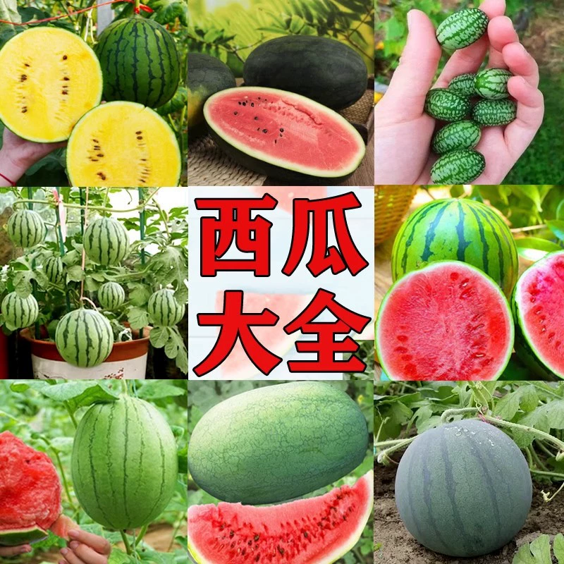 Семена арбуза, большие семена арбуза, высокий уровень сахара, Ранняя зрелость, устойчивость к болезням, легкая посадка в четыре сезона, красная мякоть, высокая урожайность семян арбуза