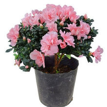 �ļ����N�������Ի���ֲ����N�������ļ��_��ͥԺ�̨�G����