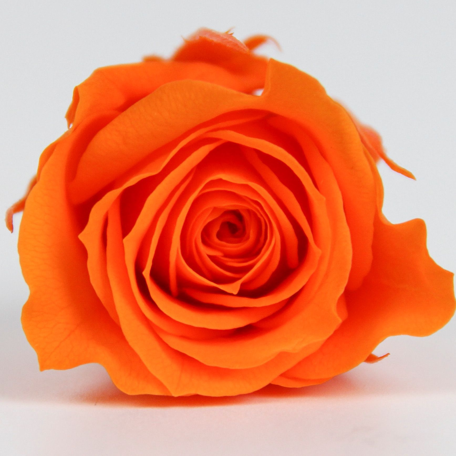 Cabeza de Rosa Preservada B+, 4-5 cm, Regalo para el Día de San Valentín Chino, Ramo de Flores Preservadas al por Mayor, Flores Secas para DIY, 520