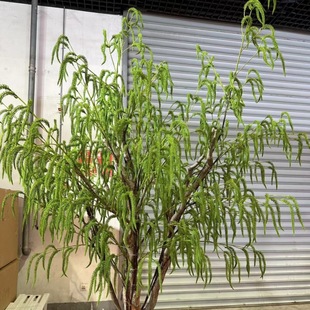 ëë�x���滨��Y���˜Iܛ�z���lɭϵܛ�b���ͷ������ë�Gֲ�b�