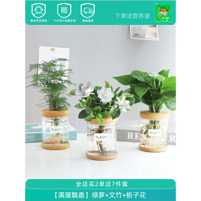 Plantas hidropónicas en maceta de flores de oficina de flores pequeñas plantas verdes en todas las estaciones, fácil de cultivar plantas en maceta de agua suculenta.
