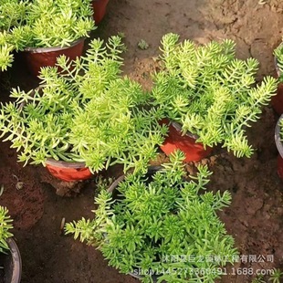 Wholesale High-Quality Buddha's Grass, High Buddha's Grass Square Plate, Cold-Resistant and Drought-Resistant, Complete Variety of Golden Leaf Buddha's Grass
