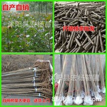 ���Ǥ����107�����o���o��ֲ�����ֺ����·�G��ͥԺ