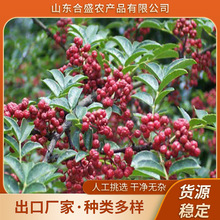 定制火锅底料100g小包装大红袍花椒粒麻椒500g特麻特香花椒卤料