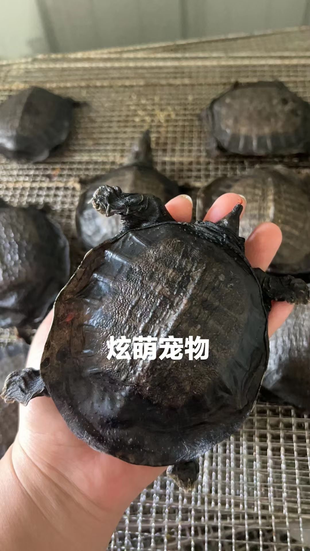 E17F4813-5D74-4FD2-A131-DDDFB5