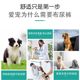 Golden retriever special washable cloth diaper leak-proof printed absorbent diaper for male dog courtesy belt anti-harassment pet supplies