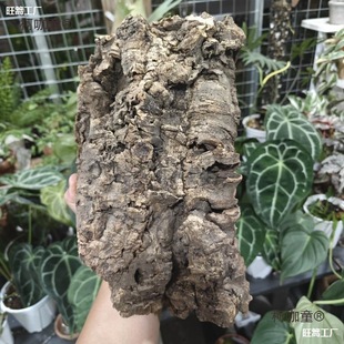 ������ܛľ ¹��ާʯ�����m�����m��ֲ��Ȼ��Ƥ ������������̫��