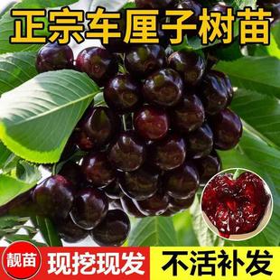 ����܇���Ә������Ҙ���������޽Ӱ�������ˮ�����ϱ����Nֲ