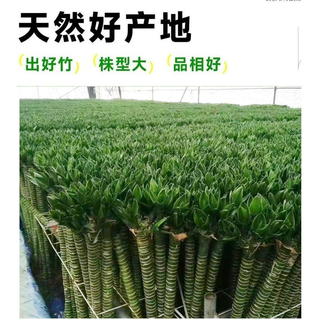 Wenchang Bamboo Dragon Bamboo with Roots Rich Bamboo Transfer Bamboo…